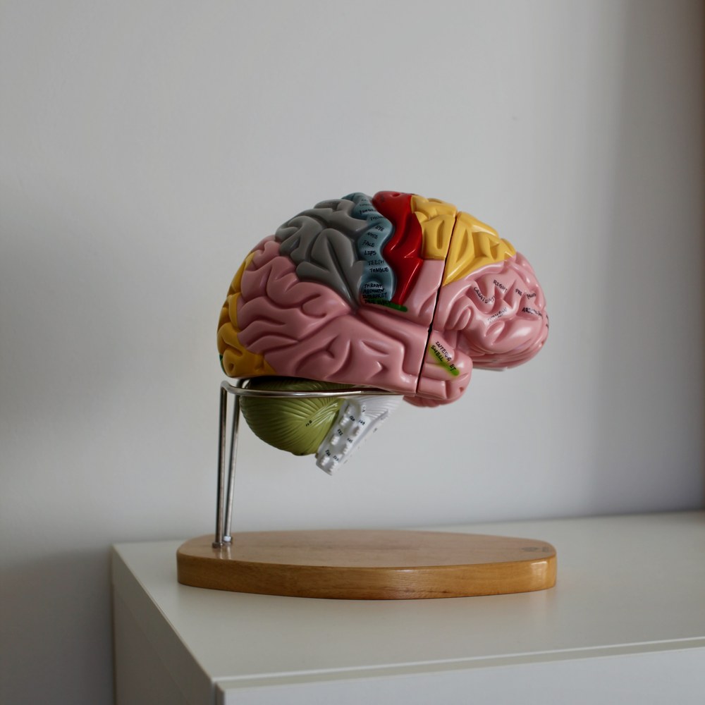 Anatomisches Gehirnmodell in der Praxis